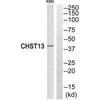 Western blot analysis of extracts from K562 cells, using CHST13 antibody #34533.