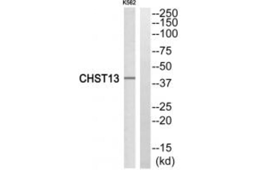 Western blot - CHST13 Antibody from Signalway Antibody (34533) - Antibodies.com