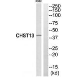 Western blot - CHST13 Antibody from Signalway Antibody (34533) - Antibodies.com