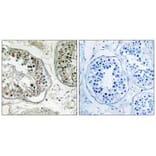 Immunohistochemistry - CHST13 Antibody from Signalway Antibody (34533) - Antibodies.com