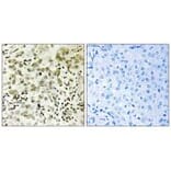 Immunohistochemistry - CTDSP1 Antibody from Signalway Antibody (34552) - Antibodies.com