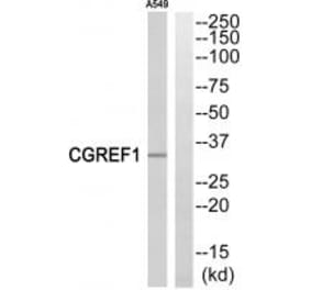 Western blot - CGREF1 Antibody from Signalway Antibody (34560) - Antibodies.com