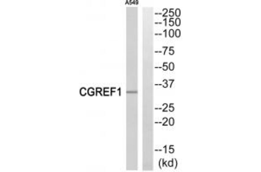 Western blot - CGREF1 Antibody from Signalway Antibody (34560) - Antibodies.com