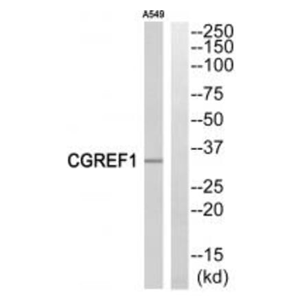 Western blot - CGREF1 Antibody from Signalway Antibody (34560) - Antibodies.com