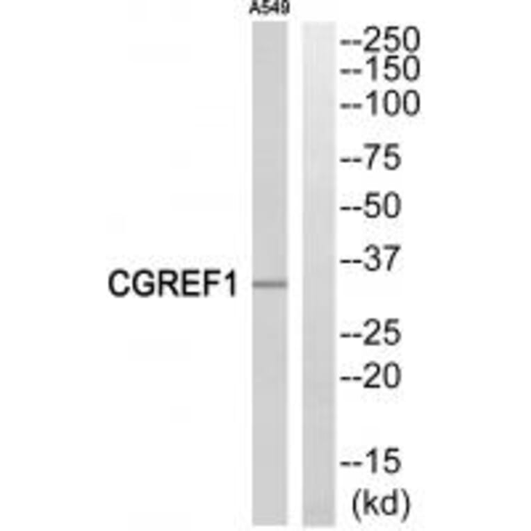 Western blot - CGREF1 Antibody from Signalway Antibody (34560) - Antibodies.com