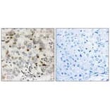 Immunohistochemistry - CGREF1 Antibody from Signalway Antibody (34560) - Antibodies.com