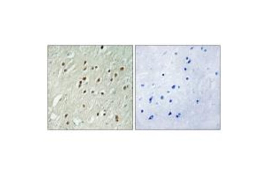 Immunohistochemistry - CNTROB Antibody from Signalway Antibody (34562) - Antibodies.com