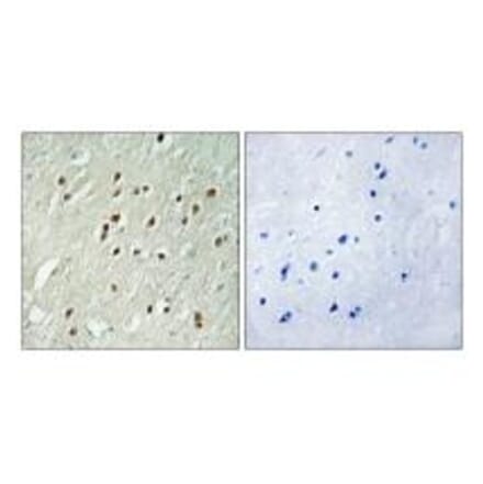 Immunohistochemistry - CNTROB Antibody from Signalway Antibody (34562) - Antibodies.com