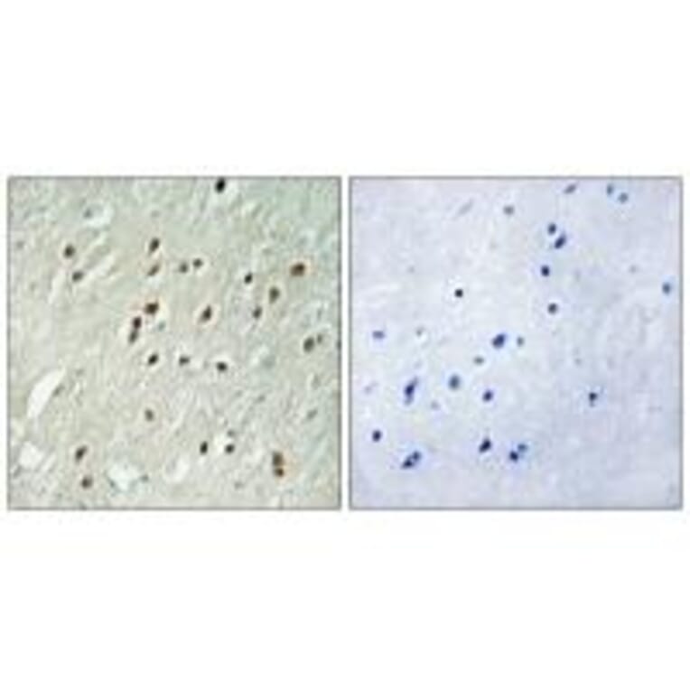 Immunohistochemistry - CNTROB Antibody from Signalway Antibody (34562) - Antibodies.com