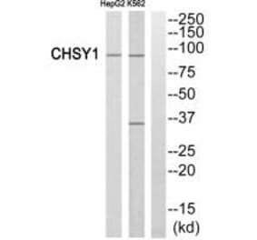Western blot - CHSY1 Antibody from Signalway Antibody (34588) - Antibodies.com
