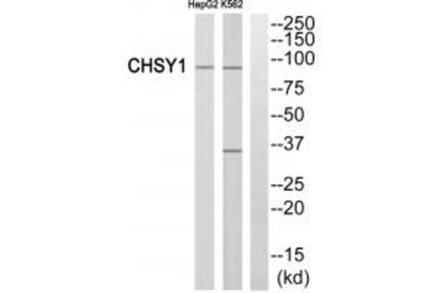 Western blot - CHSY1 Antibody from Signalway Antibody (34588) - Antibodies.com
