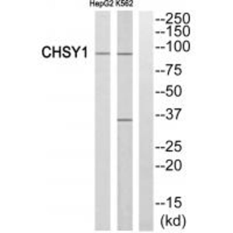Western blot - CHSY1 Antibody from Signalway Antibody (34588) - Antibodies.com