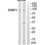 Western blot - CHSY1 Antibody from Signalway Antibody (34588) - Antibodies.com
