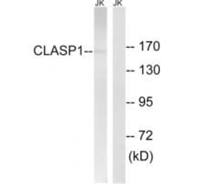 Western blot - CLASP1 Antibody from Signalway Antibody (34600) - Antibodies.com