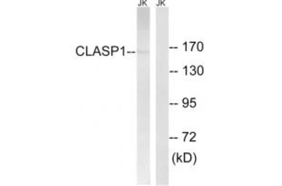 Western blot - CLASP1 Antibody from Signalway Antibody (34600) - Antibodies.com