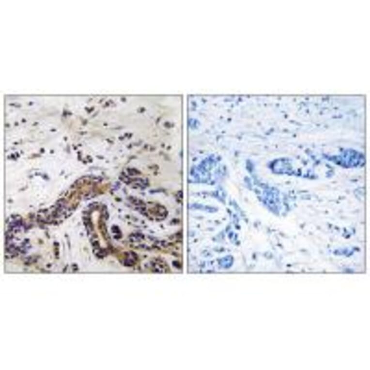 Immunohistochemistry - CLASP1 Antibody from Signalway Antibody (34600) - Antibodies.com