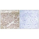 Immunohistochemistry - CBCP2 Antibody from Signalway Antibody (34637) - Antibodies.com