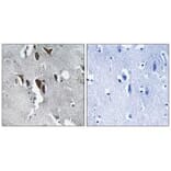 Immunohistochemistry - ELOVL5 Antibody from Signalway Antibody (34673) - Antibodies.com