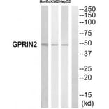 Western blot - GPRIN2 Antibody from Signalway Antibody (34692) - Antibodies.com