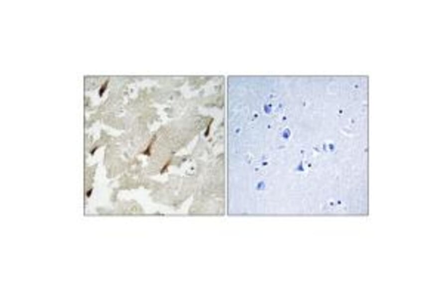 Immunohistochemistry - GPRIN2 Antibody from Signalway Antibody (34692) - Antibodies.com