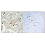 Immunohistochemistry - GPRIN2 Antibody from Signalway Antibody (34692) - Antibodies.com