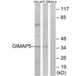 Western blot - GIMAP5 Antibody from Signalway Antibody (34719) - Antibodies.com