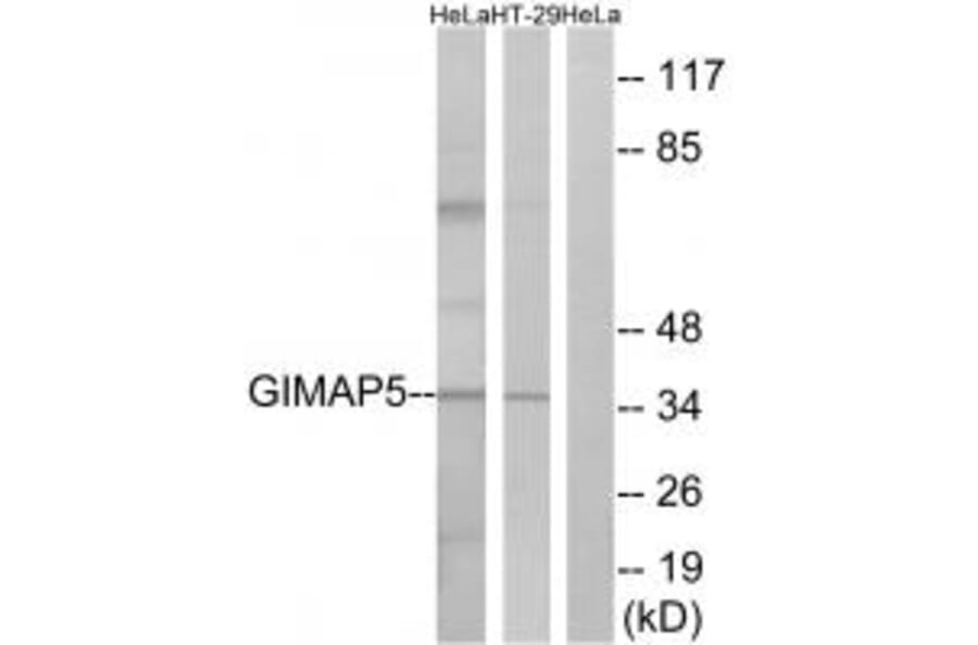 Western blot - GIMAP5 Antibody from Signalway Antibody (34719) - Antibodies.com