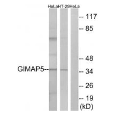 Western blot - GIMAP5 Antibody from Signalway Antibody (34719) - Antibodies.com