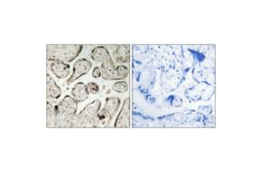 Immunohistochemistry - GIMAP5 Antibody from Signalway Antibody (34719) - Antibodies.com