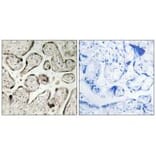 Immunohistochemistry - GIMAP5 Antibody from Signalway Antibody (34719) - Antibodies.com