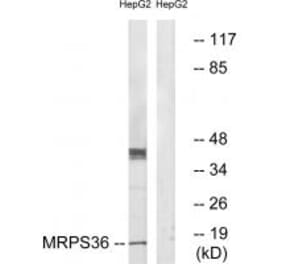 Western blot - MRPS36 Antibody from Signalway Antibody (34797) - Antibodies.com