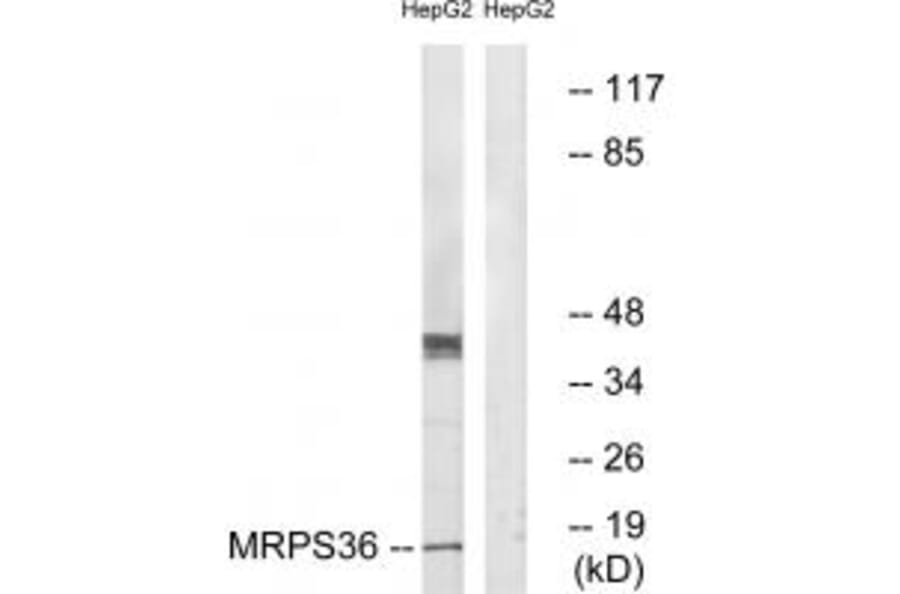 Western blot - MRPS36 Antibody from Signalway Antibody (34797) - Antibodies.com