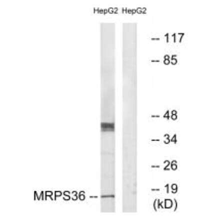 Western blot - MRPS36 Antibody from Signalway Antibody (34797) - Antibodies.com