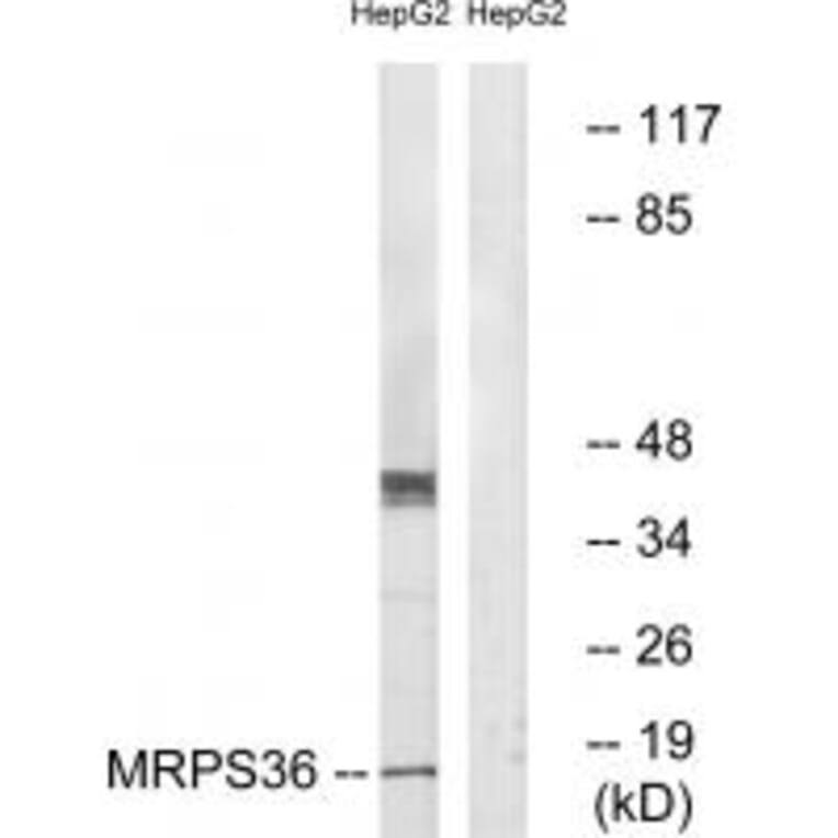 Western blot - MRPS36 Antibody from Signalway Antibody (34797) - Antibodies.com