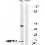 Western blot - MRPS36 Antibody from Signalway Antibody (34797) - Antibodies.com