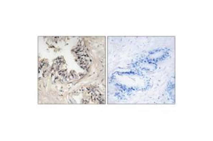 Immunohistochemistry - MRPS36 Antibody from Signalway Antibody (34797) - Antibodies.com