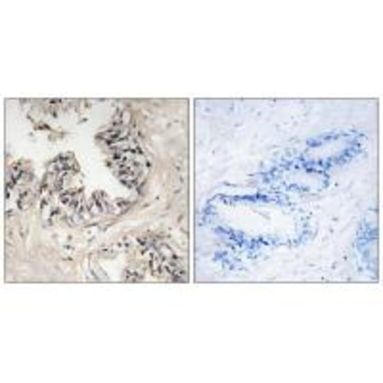 Immunohistochemistry - MRPS36 Antibody from Signalway Antibody (34797) - Antibodies.com