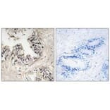 Immunohistochemistry - MRPS36 Antibody from Signalway Antibody (34797) - Antibodies.com