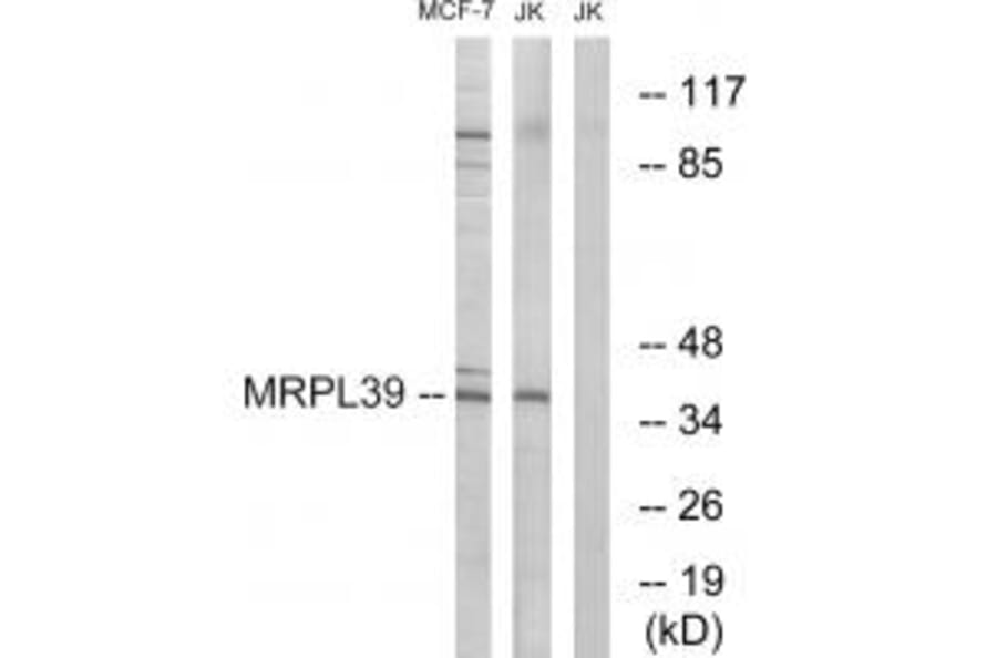 Western blot - MRPL39 Antibody from Signalway Antibody (34802) - Antibodies.com