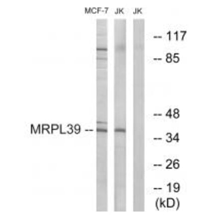 Western blot - MRPL39 Antibody from Signalway Antibody (34802) - Antibodies.com