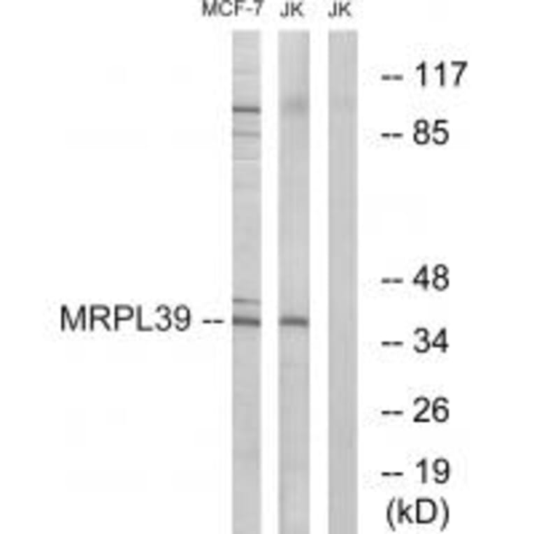 Western blot - MRPL39 Antibody from Signalway Antibody (34802) - Antibodies.com