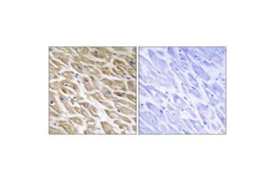 Immunohistochemistry - MRPL39 Antibody from Signalway Antibody (34802) - Antibodies.com