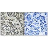 Immunohistochemistry - NDUFA8 Antibody from Signalway Antibody (34829) - Antibodies.com