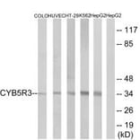 Western blot - CYB5R3 Antibody from Signalway Antibody (34837) - Antibodies.com