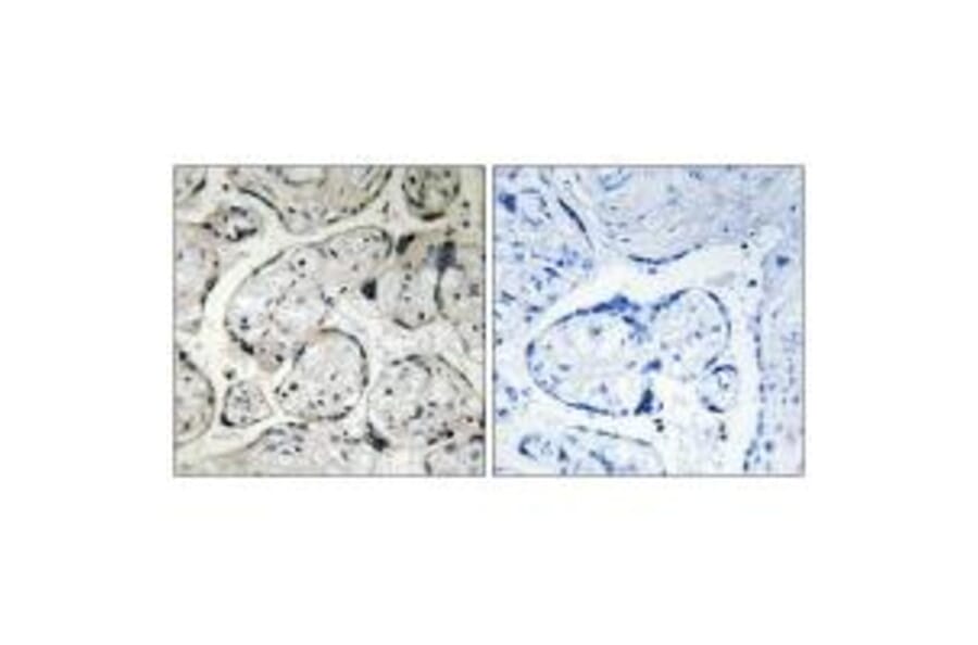 Immunohistochemistry - CYB5R3 Antibody from Signalway Antibody (34837) - Antibodies.com