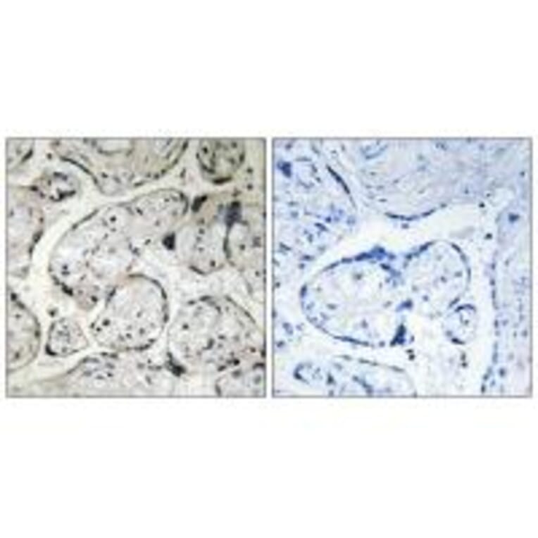 Immunohistochemistry - CYB5R3 Antibody from Signalway Antibody (34837) - Antibodies.com