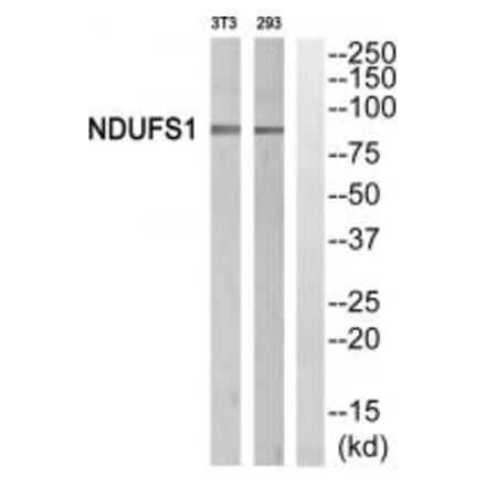 Western blot - NDUFS1 Antibody from Signalway Antibody (34838) - Antibodies.com