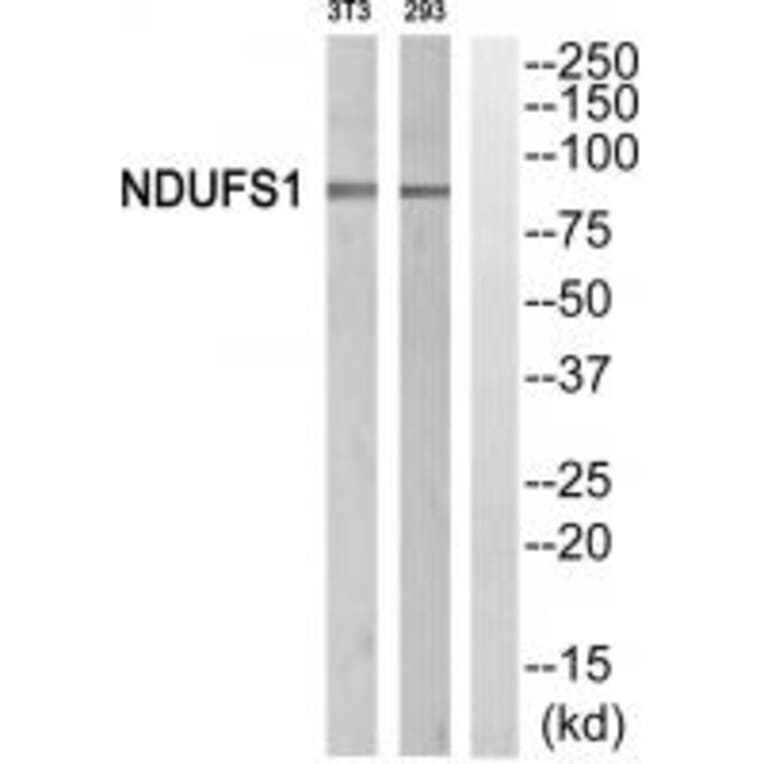 Western blot - NDUFS1 Antibody from Signalway Antibody (34838) - Antibodies.com
