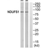 Western blot - NDUFS1 Antibody from Signalway Antibody (34838) - Antibodies.com