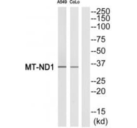 Western blot - MT-ND1 Antibody from Signalway Antibody (34839) - Antibodies.com